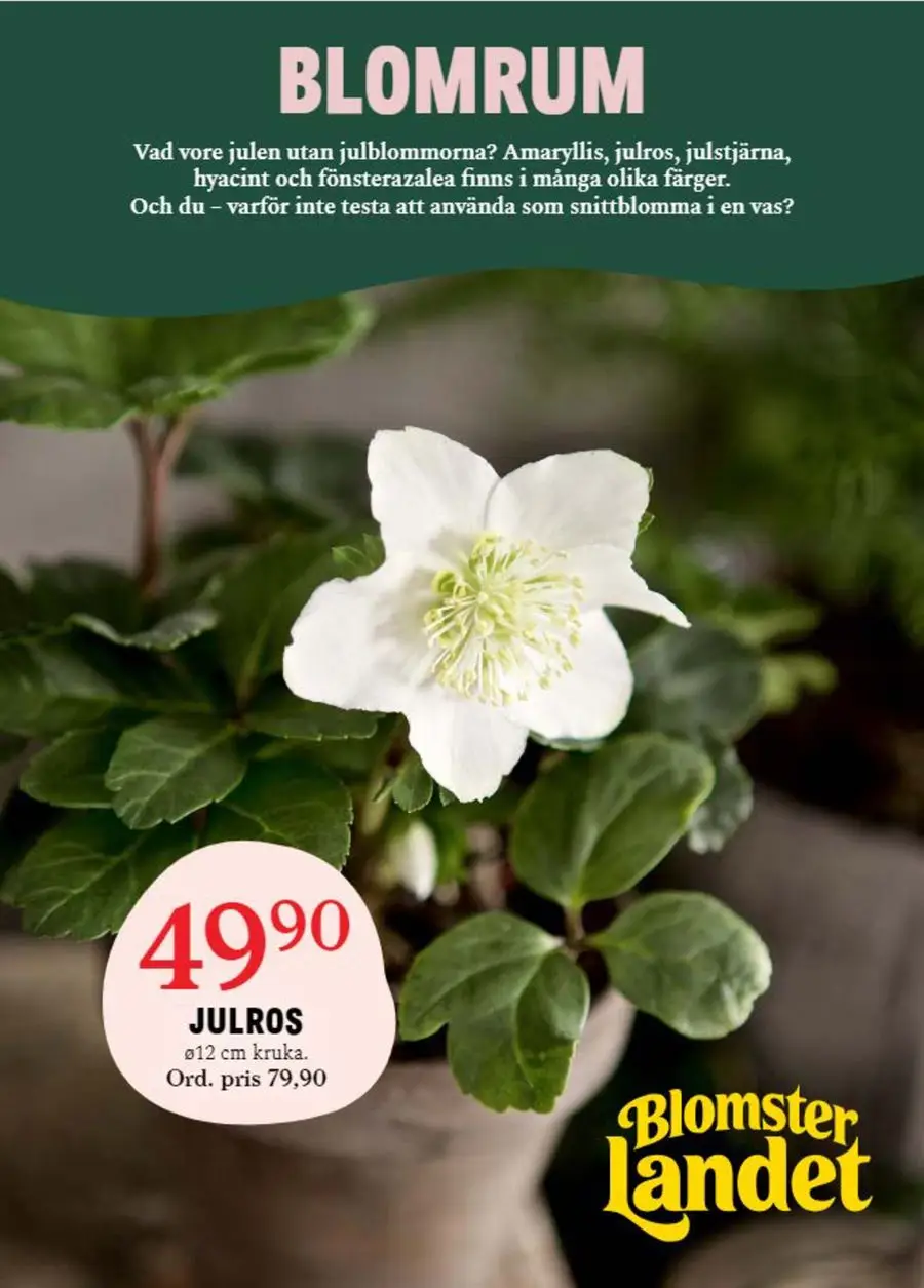 Blomsterlandet promociones ! - 1/12