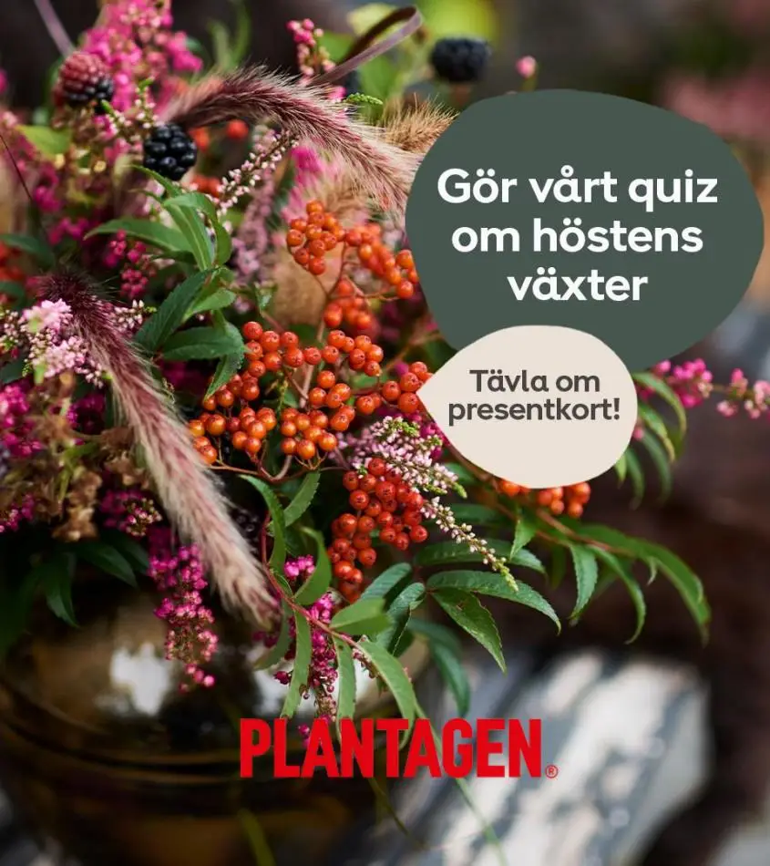 Plantagen Erbjudande Kampanjer - 1/12