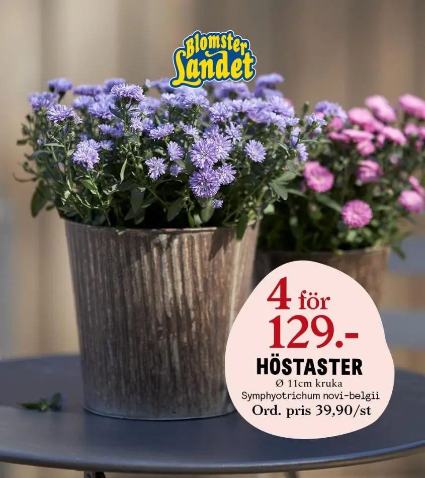 Blomsterlandet Erbjudande Härliga Höst - 1/12