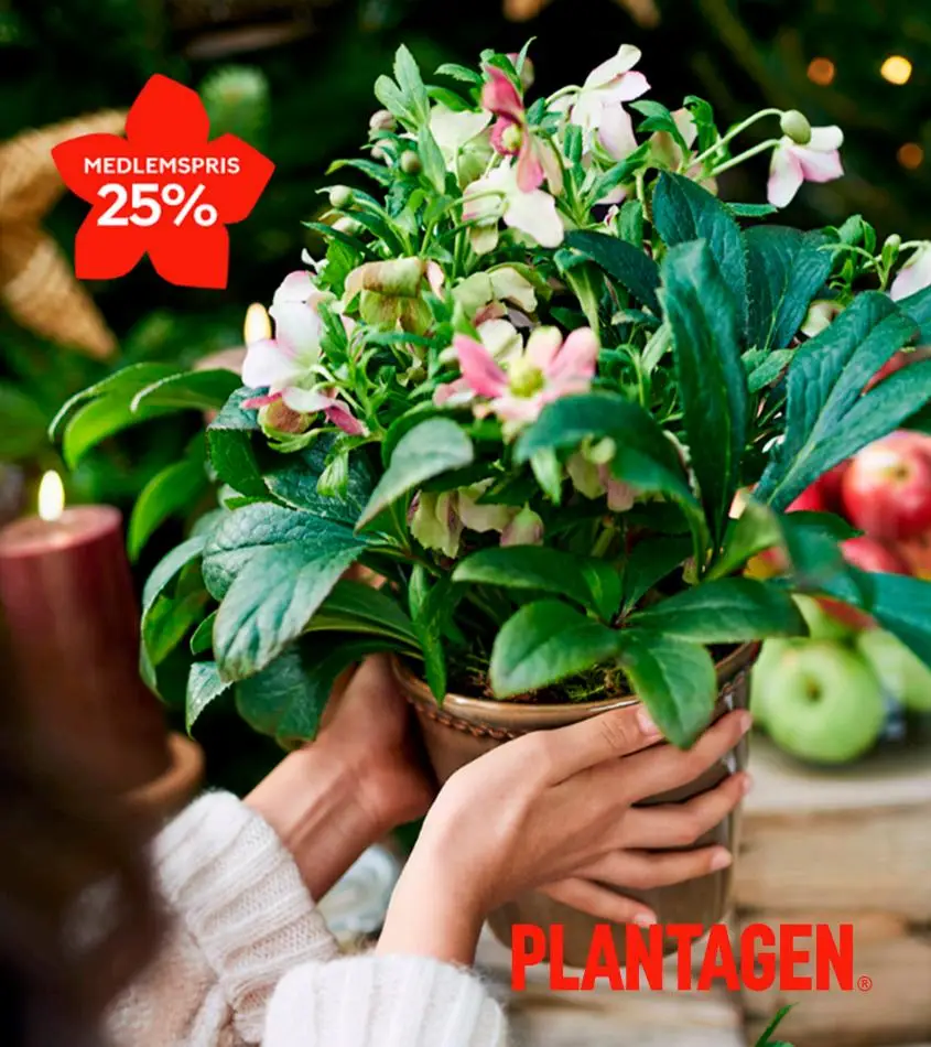 Plantagen - Julros - 1/8